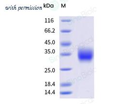 Sino Biological 65178-T08H image 1