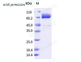 Sino Biological 90253-C44H-B image 1