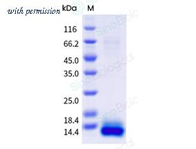 Sino Biological 91051-C08H image 1