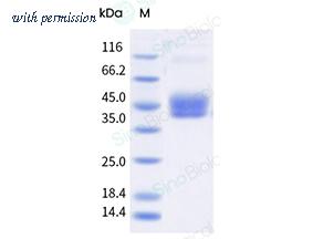 Sino Biological 91073-C08H image 1