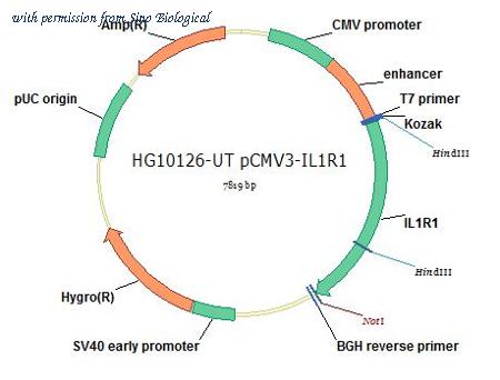Sino Biological HG10126-UT image 1