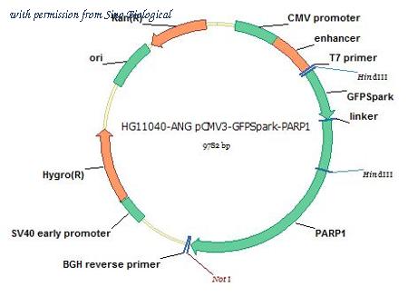 Sino Biological HG11040-ANG image 1