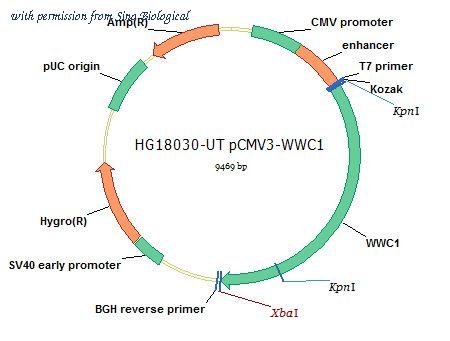Sino Biological HG18030-UT image 1