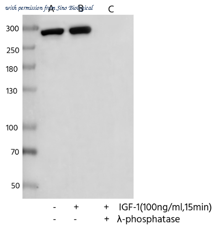 Sino Biological 111796-R0016 image 1