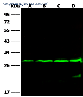 Sino Biological 10195-MM09 image 1