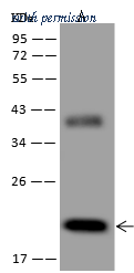 Sino Biological 40443-MM09 image 1