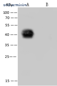 Sino Biological 40588-MM128 image 1