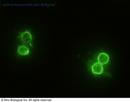 Sino Biological 50023-R503 image 1