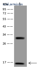 Sino Biological 11846-T48 image 1