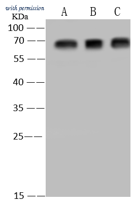 Sino Biological 200006-T36 image 1