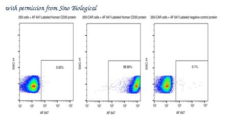 Sino Biological 10777-H86H-SG image 1