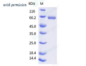 Sino Biological 10780-H85H5-SD image 1