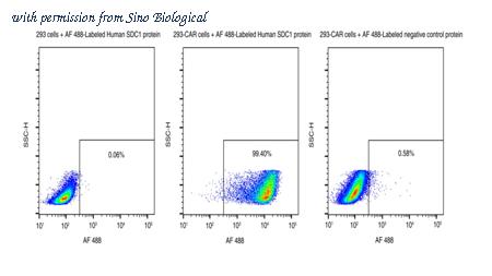 Sino Biological 11429-H86H-SD image 1