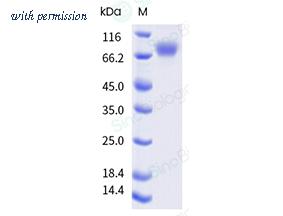 Sino Biological 11996-H86H-SD image 1