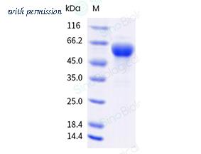 Sino Biological 14207-H49H-B image 1