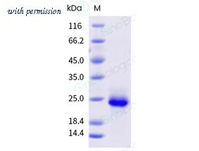 Sino Biological 30159-H49H-B image 1