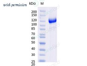 Sino Biological 30160-H49H-B image 1