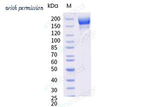 Sino Biological 40589-V08H65 image 1