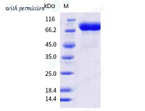 Sino Biological 40940-V49H8-B image 1