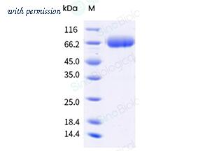 Sino Biological 40997-V49H-B image 1