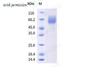 Sino Biological 41058-V08H1 image 1