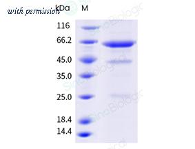 Sino Biological 41060-V08B image 1