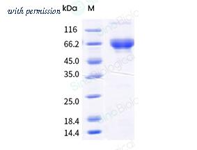 Sino Biological 41067-V08H1 image 1