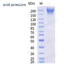 Sino Biological 5A0124-M08H image 1
