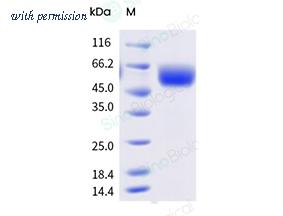 Sino Biological 70273-D08H image 1