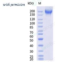 Sino Biological 85358-R08H image 1