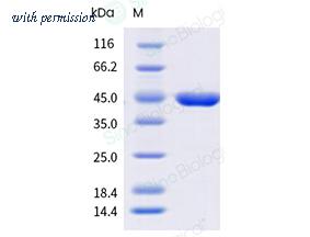 Sino Biological 906-BRV0040 image 1