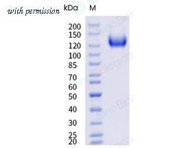 Sino Biological 91047-C49H-B image 1