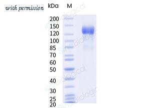 Sino Biological 91058-C49H-B image 1