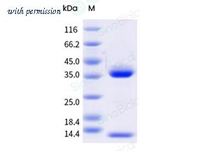 Sino Biological CT148-D27H-B image 1