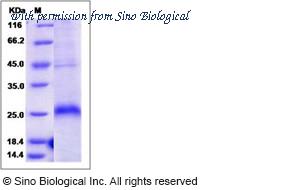 Sino Biological 10039-H08B1 image 1