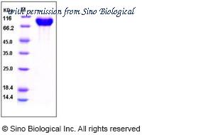 Sino Biological 10131-H08H image 1