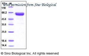 Sino Biological 10257-H02H image 1
