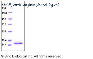 Sino Biological 10506-H08H image 1