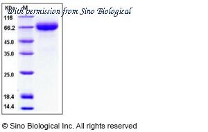 Sino Biological 10870-H08H image 1