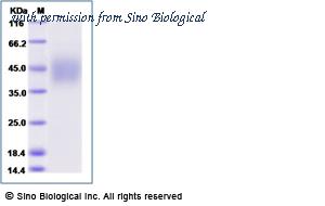 Sino Biological 11046-H27H image 1