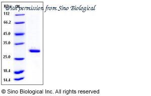 Sino Biological 11525-H07E image 1