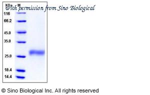 Sino Biological 11659-H08H image 1