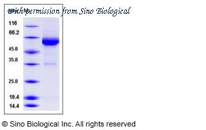 Sino Biological 11747-H08B image 1