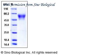 Sino Biological 11843-H08H image 1