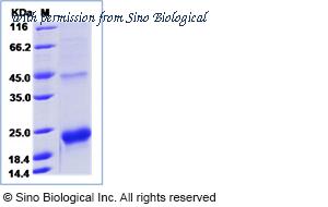 Sino Biological 12091-H07H image 1