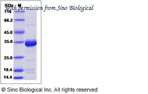 Sino Biological 12290-H07E image 1