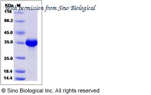 Sino Biological 13068-H07E image 1