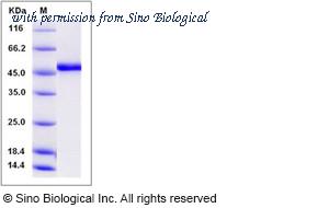 Sino Biological 13550-H08B image 1