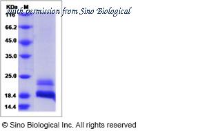 Sino Biological 15691-H08H image 1