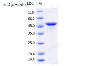 Sino Biological 321-ASP0040 image 1